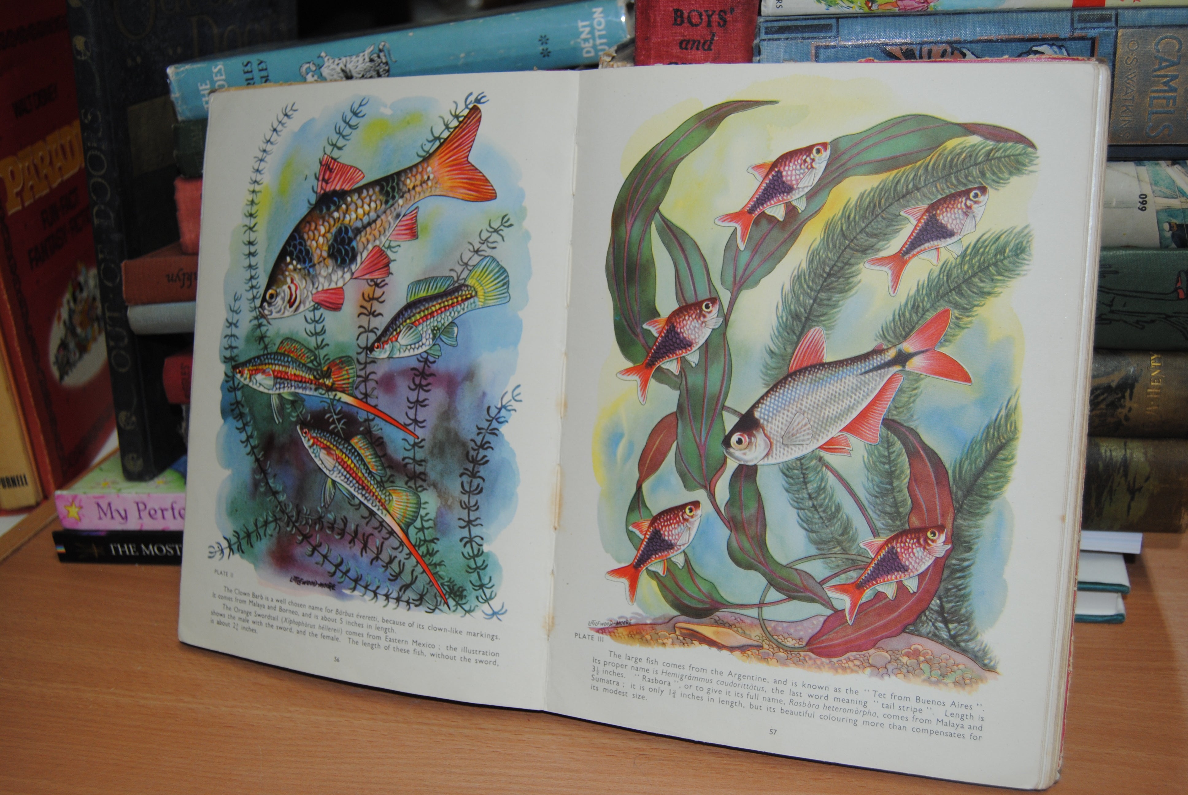 The Treasure Book of the World