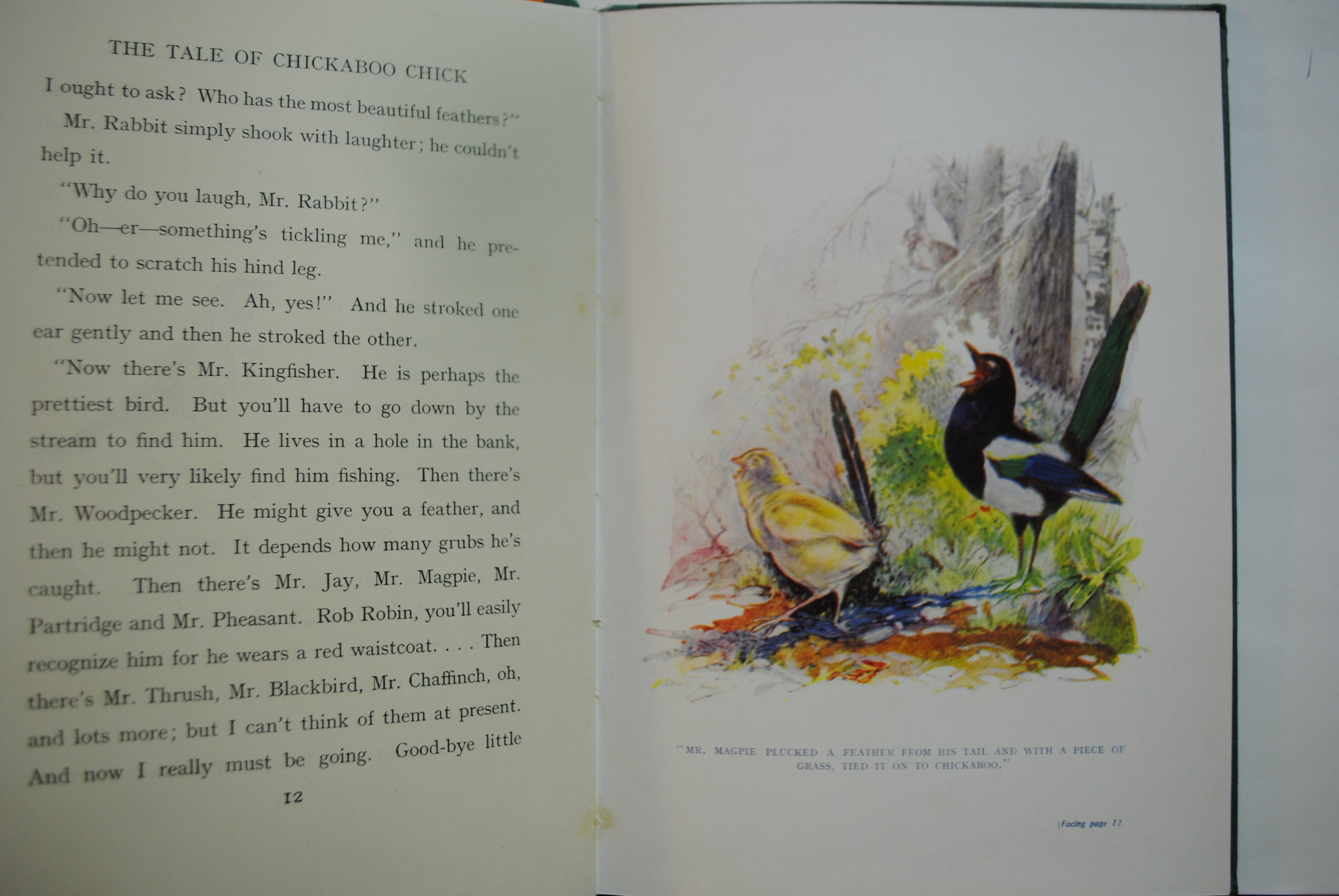The Tale of Chickaboo chick