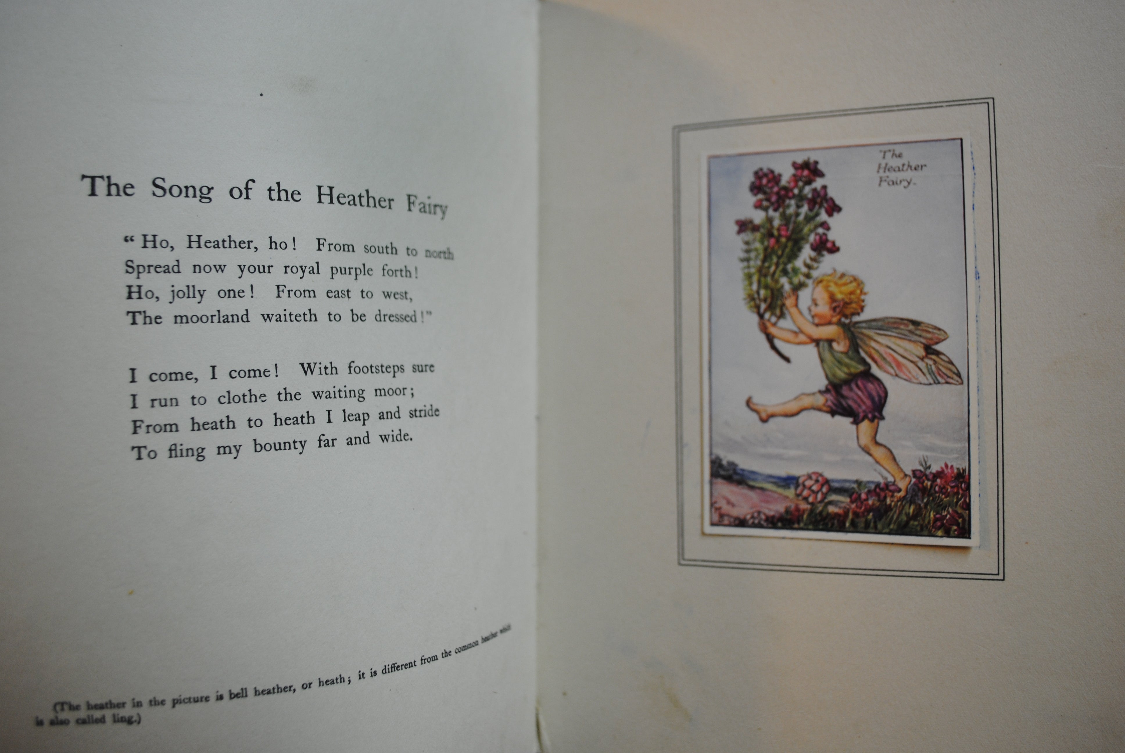 Summer songs with Music  Flower fairies of theSummer