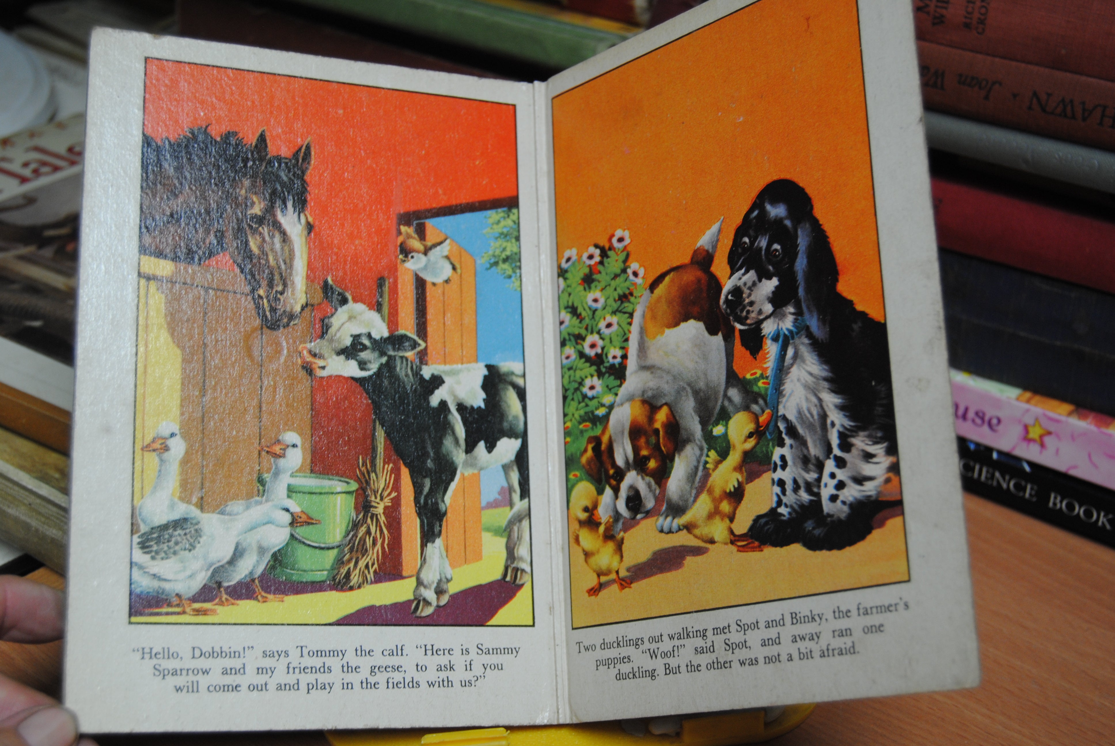 My Animal Book
