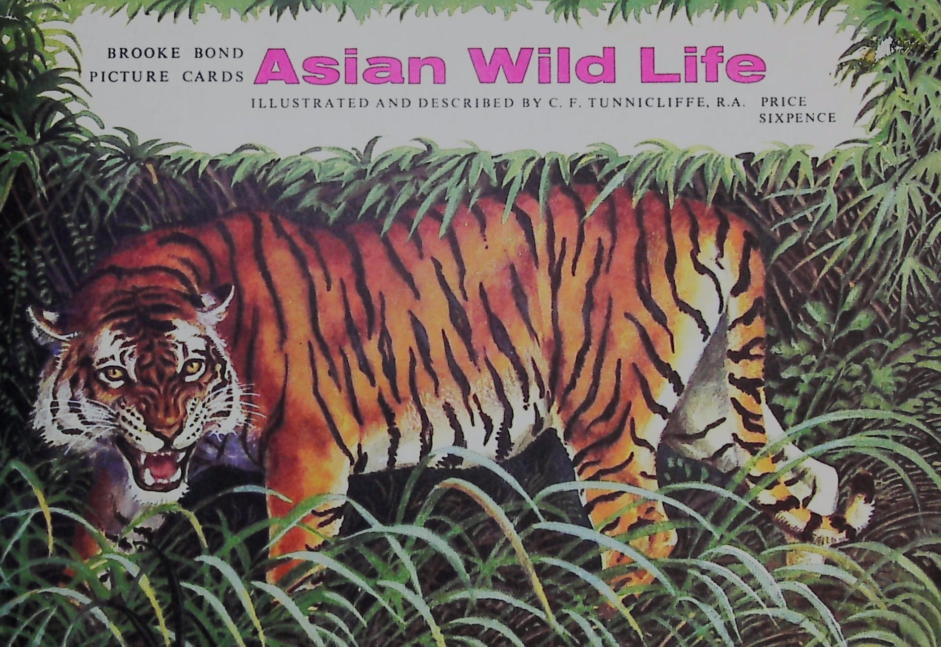Brooke Bond Picture Cards   Asian Wildlife