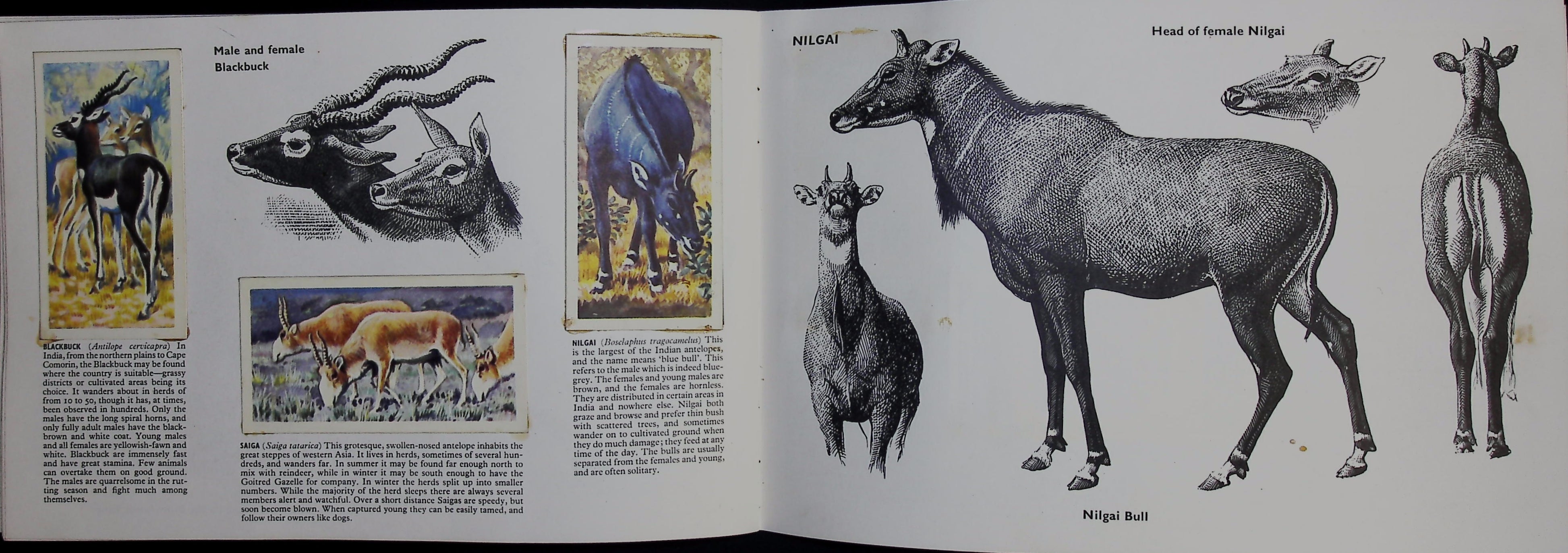 Brooke Bond Picture Cards   Asian Wildlife