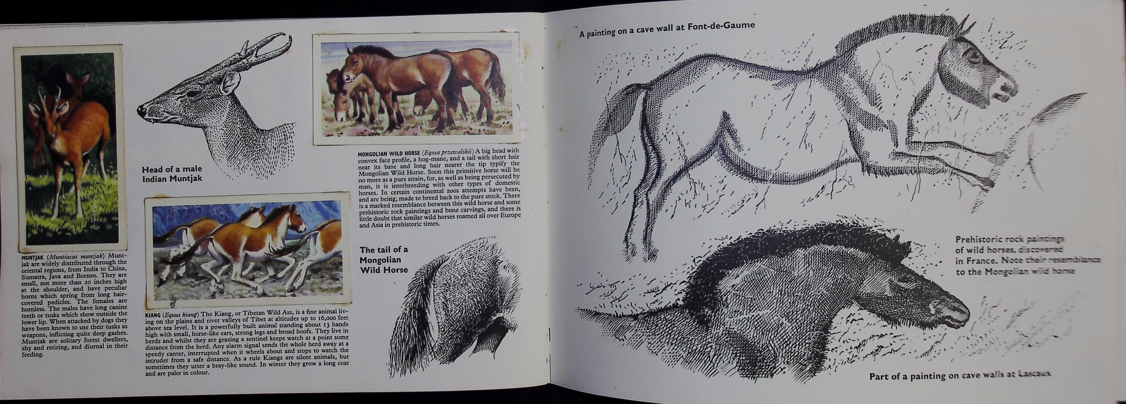 Brooke Bond Picture Cards   Asian Wildlife
