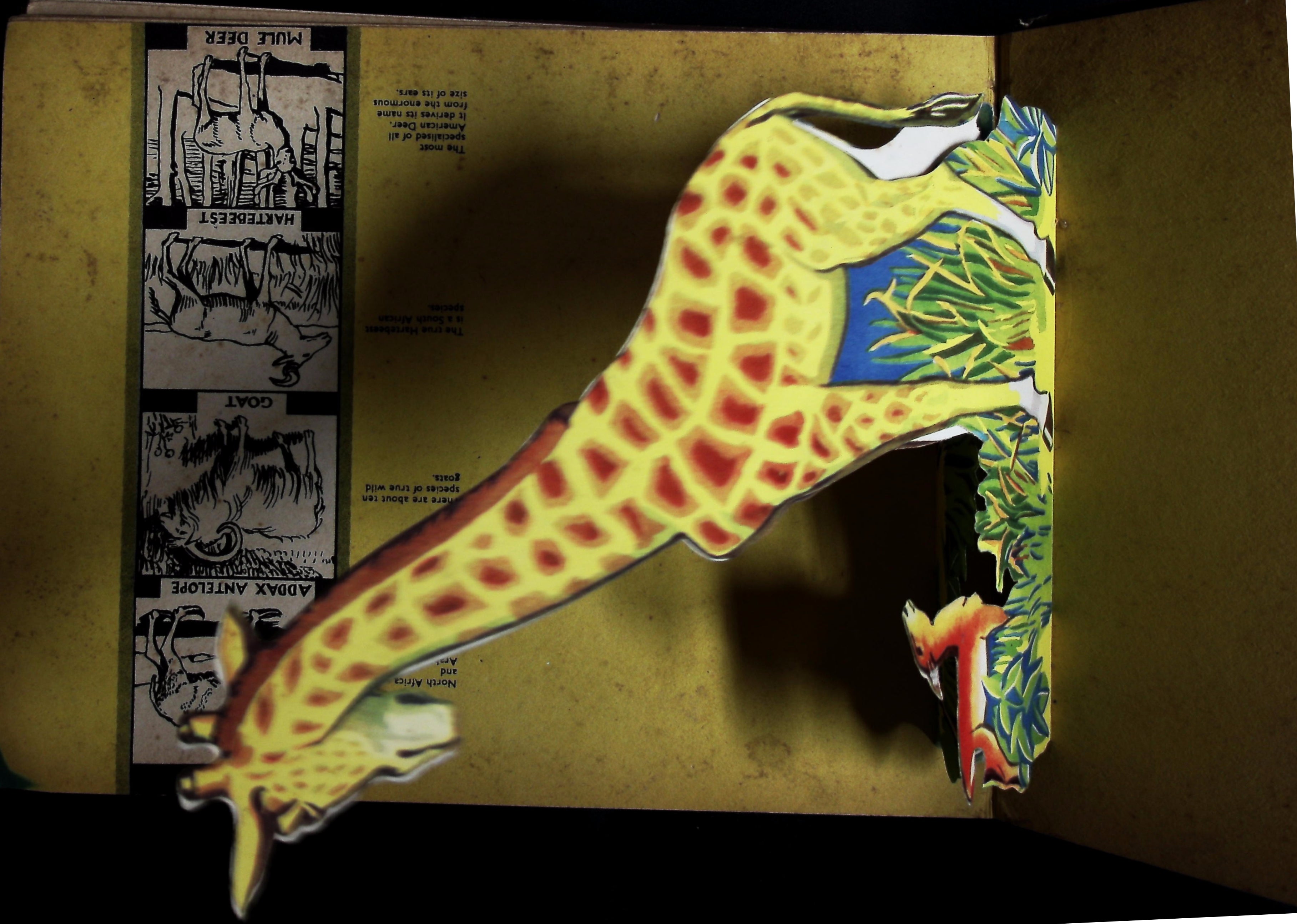 The Bookano Book of Animal Life ~ in Fact Fancy & Fun